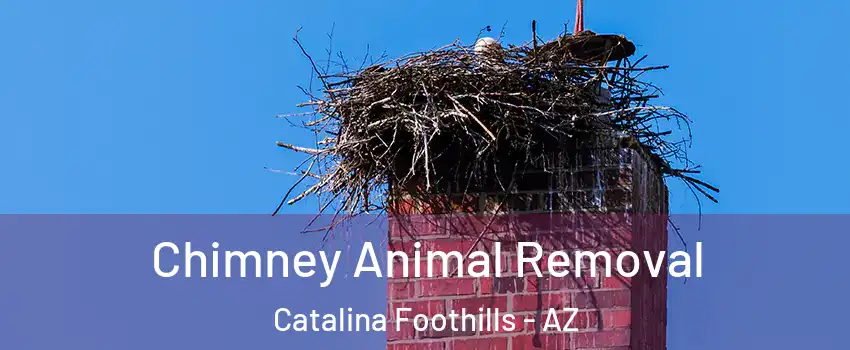 Chimney Animal Removal Catalina Foothills - AZ