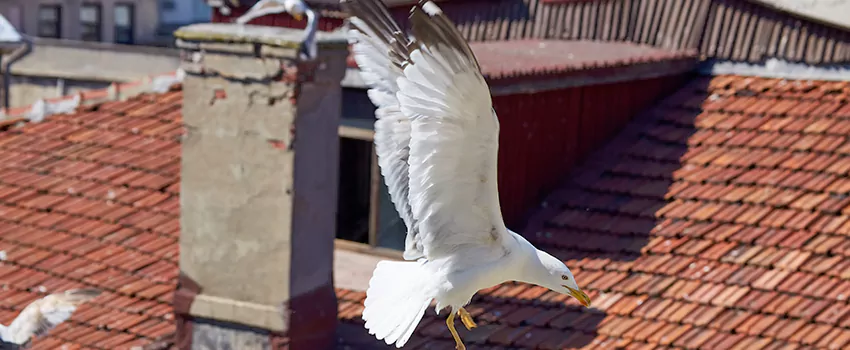 Residential Chimney Animal Removal Solution in Catalina Foothills, AZ