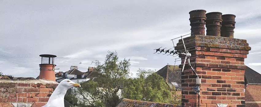 Chimney Cleaning And Restoration in Catalina Foothills, Arizona